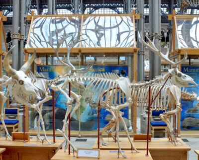 Museum of Natural History, Oxford